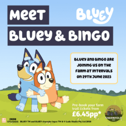 Photo of Meet Bingo & Bluey