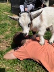 Photo of May Half Term at Elysian Farms – Free Play
