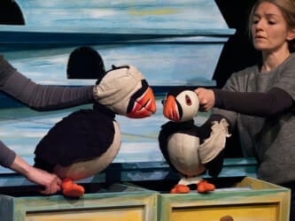 Photo of Puffling Percy