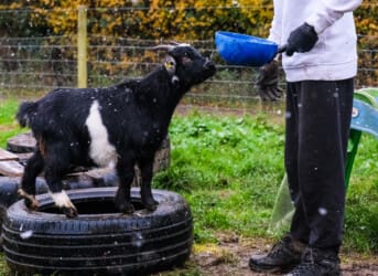 Photo of May Half Term at Elysian Farms – Farm Fun Day